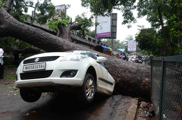 The road under the bridge is still shut. It will be reopened after the rest of the tree is moved out of the way. (Rishikesh Choudhary) The road under the bridge is still shut. It will be reopened after the rest of the tree is moved out of the way. (Rishikesh Choudhary)