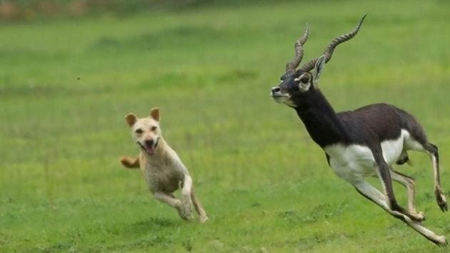 A free-ranging dog chases a blackbuck at the Vetnai sanctuary in Odisha. A growing population of stray dogs across rural India means packs often wander into protected areas, threatening the animals there.(Pitam Chattopadhyay)