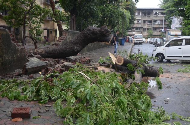 A wall collapsed after a tree fell on it. (HT photo) A wall collapsed after a tree fell on it. (HT photo)