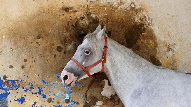 Photos: 100 year old Beirut Hippodrome vies for past glory | Hindustan