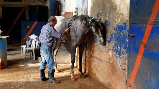 A man grooms a horse at the Beirut stadium. (Jamal Saidi/REUTERS) A man grooms a horse at the Beirut stadium. (Jamal Saidi/REUTERS)