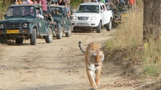Corbett is home to 215 endangered Royal Bengal Tigers. (HT File) Corbett is home to 215 endangered Royal Bengal Tigers. (HT File)