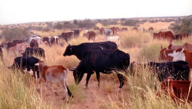 Cows graze at Sarah Nathaniya Gauchar Bhoomi in Bikaner city.(HT Photo)