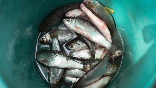 Farmers fish in a lake in the northeastern Thai province of Khon Kaen. Millions of Thai people across the rural northeast regularly eat ‘Koi pla’ - a local delicacy made from raw fish ground with spices and lime. The pungent meal is quick, cheap and tasty but also a favourite among parasites that cause a lethal liver cancer killing up to 20,000 Thai people annually. (Lillian Suwanrumpha/AFP) Farmers fish in a lake in the northeastern Thai province of Khon Kaen. Millions of Thai people across the rural northeast regularly eat ‘Koi pla’ - a local delicacy made from raw fish ground with spices and lime. The pungent meal is quick, cheap and tasty but also a favourite among parasites that cause a lethal liver cancer killing up to 20,000 Thai people annually. (Lillian Suwanrumpha/AFP)