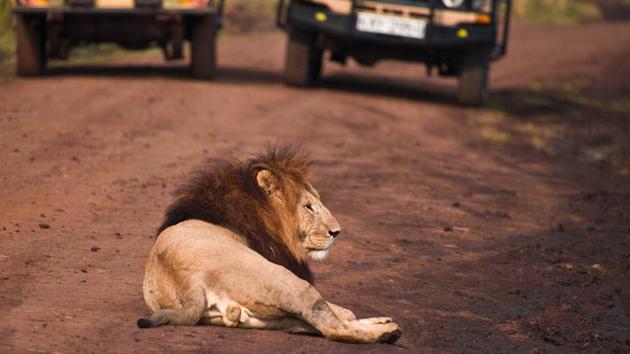 As the woman gave birth to a boy, a group of 12 lions emerged from the forests and surrounded the vehicle.(Representative image)