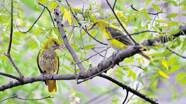 The Indian golden oriole spotted in Basai wetlands, near Gurgaon.(Shellender Singh Rao) The Indian golden oriole spotted in Basai wetlands, near Gurgaon.(Shellender Singh Rao)