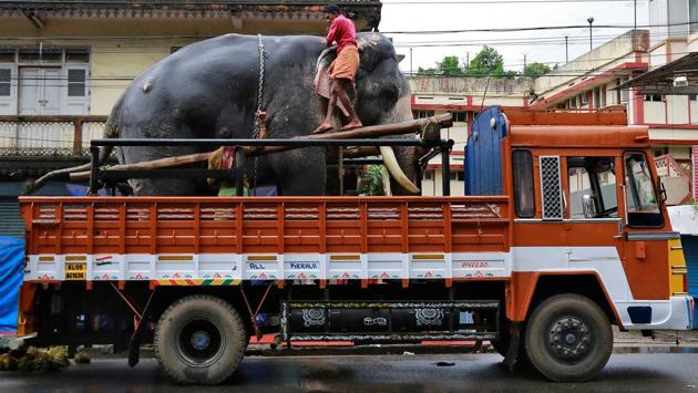 An elephant is chained as he is transferred on a truck for the annual temple festival in Kochi, Kerala. (Sivaram V. / Reuters)