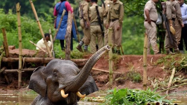 As per Wildlife Trust of India (WTI) report of 2013, over 200 elephants died after getting hit by a train in two and a half decade. (Reuters File Photo) As per Wildlife Trust of India (WTI) report of 2013, over 200 elephants died after getting hit by a train in two and a half decade. (Reuters File Photo)