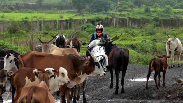 This is a hurdle you haven’t trained for. (Bachchan kumar /HT PHOTO)