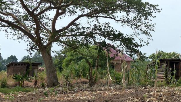 Most homesteads in Ugandan villages have a housing hut flanked by a kitchen and a thatched toilet. (Shivani Singh/ HT Photo) Most homesteads in Ugandan villages have a housing hut flanked by a kitchen and a thatched toilet. (Shivani Singh/ HT Photo)