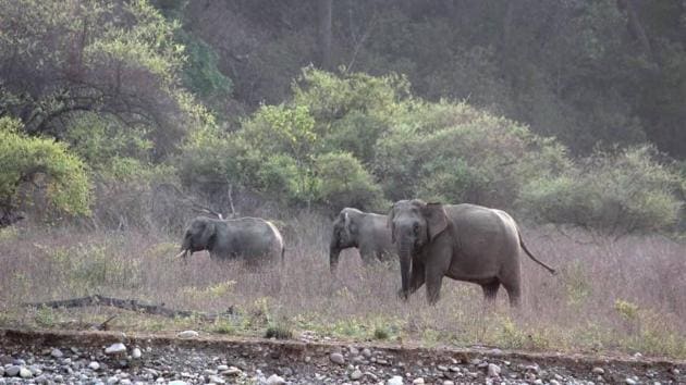 The Rajaji National Park has a good number of elephants.(HT Photo)