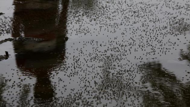 None of the three mosquito-borne diseases have claimed any lives in Delhi, according to the report. Last year, the corporations recorded 17 malaria deaths after five years of not having any. Dengue claimed 10 lives in 2016. None of the three mosquito-borne diseases have claimed any lives in Delhi, according to the report. Last year, the corporations recorded 17 malaria deaths after five years of not having any. Dengue claimed 10 lives in 2016.
