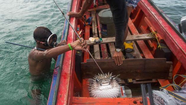 Thiha Thway, a Moken fisherman resurfaces to his boat after spearing a pufferfish from the sea in Myeik Archipelago. Until recently the sea provided the Moken, Myanmar’s sea-faring nomads with all they needed: a base for their boats, pristine waters to fish for food and trade and bounty such as pearls to trade with islanders for fuel and rice. This idyllic lifestyle has now had to adjust to the advent of commercial trawlers that rely on dynamite and in turn affect the marine biosphere. The decline in returns for the Moken fishermen, combined with a methamphetamine dependence among many to deal with the stress has their traditional lifestyles at a crossroads. (Ye Aung THU / AFP)