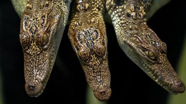 Sri Ayuthaya is registered with the Convention on International Trade in Endangered Species of Wild Fauna and Flora (CITES), allowing it to legally export products made from the critically endangered Siamese freshwater crocodile, including to top buyer China. 