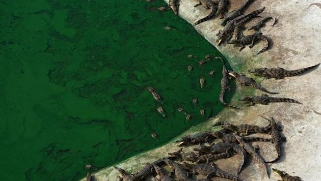 Crocodiles are seen at a Crocodile Farm in Ayutthaya province, Thailand. 