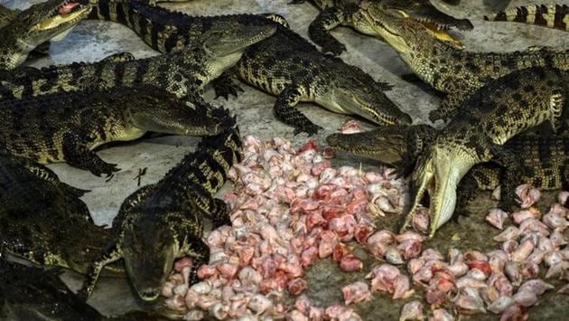 Crocodiles eat chicken heads at Sriracha Tiger Zoo in Chonburi province, Thailand. 