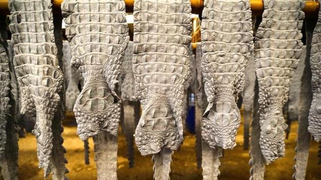 Dyed crocodile skins hang at a crocodile leather tannery. 