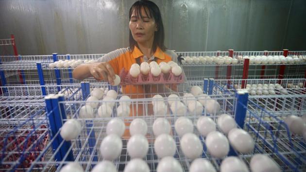 A zoo worker places crocodile eggs inside a hatchery at Sriracha Tiger Zoo. (Athit Perawongmetha / Reuters) 
