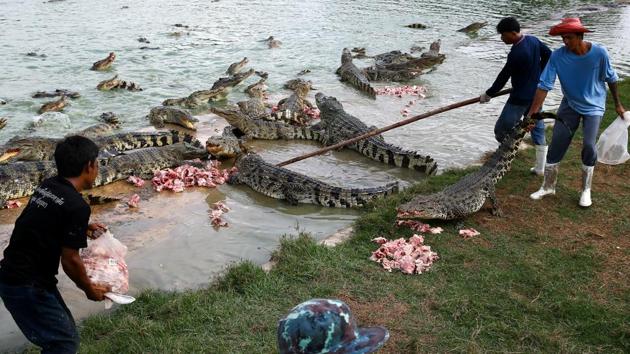 Workers feed crocodiles at Sri Ayuthaya crocodile farm in Ayutthaya province, Thailand.  (Athit Perawongmetha / Reuters) 