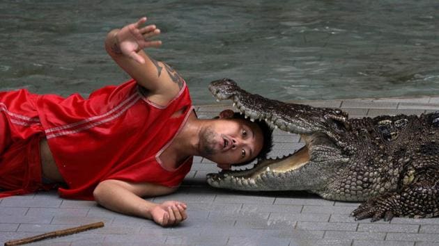 A zoo performer reacts as he puts his head between the jaws of a crocodile during a performance for tourists at Sriracha Tiger Zoo. (Athit Perawongmetha / Reuters) 