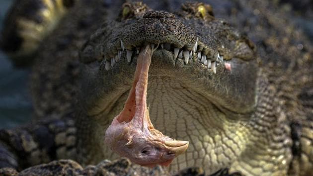 A crocodile eats a chicken head at Sriracha Tiger Zoo . (Athit Perawongmetha / Reuters) 