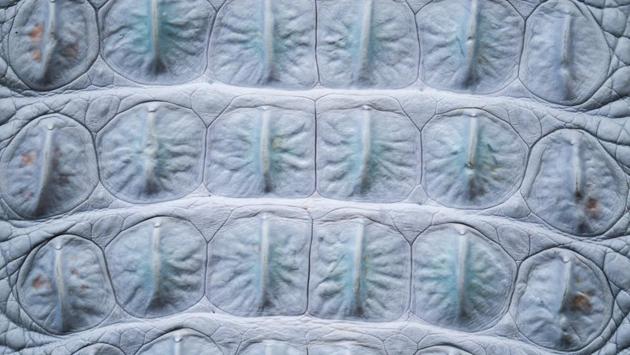 Dyed crocodile skin is seen at a tannery in Samut Prakan province, Thailand. (Athit Perawongmetha / Reuters) 