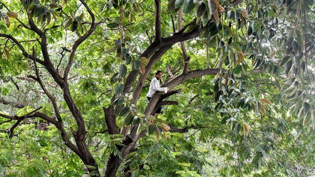 A woman created a ruckus near the Bombay high court by climbing atop a tree near Fountain in Mumbai on Tuesday. The fire brigade team and police took more than two hours to rescue her, (Kunal Patil/HT Photo)