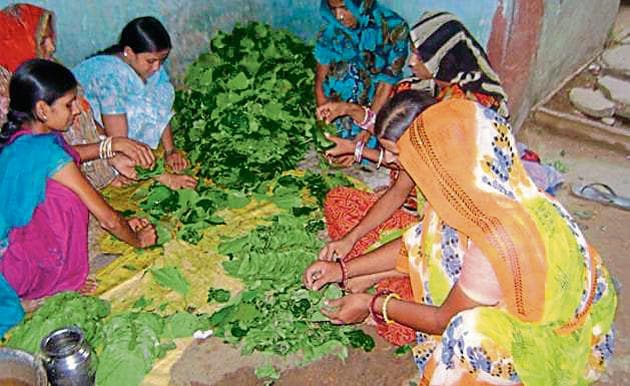Women working at a betel leaf farm in Bharatpur. (HT Photo) Women working at a betel leaf farm in Bharatpur. (HT Photo)