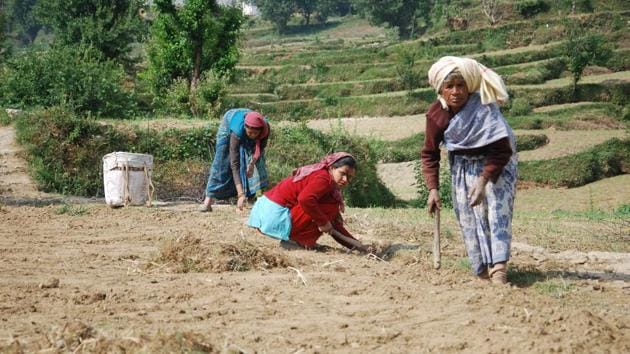 Women work at a village field in Rudraprayag district.(Vinay Santosh Kumar/Hindustan Times)