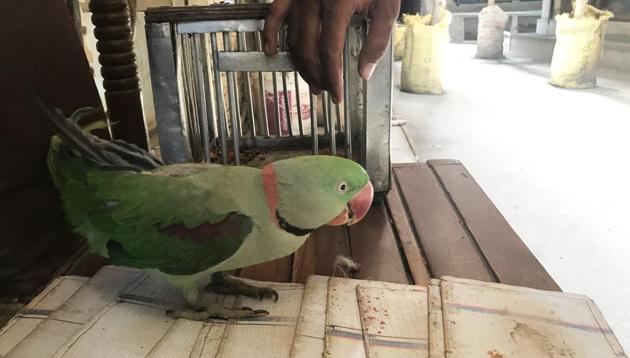 Delhiwale: The bird who sees tomorrow | Latest News Delhi ...