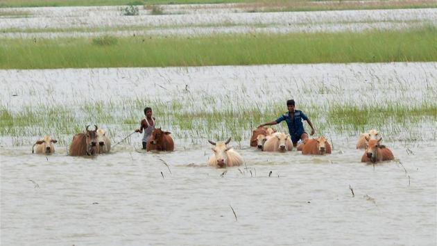Boys and cattle wade through flood waters at a village in Morigaon district of Assam. (PTI)
