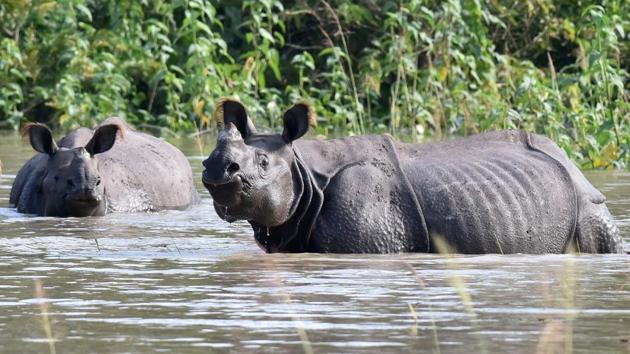 Indian one-horned rhinoceros wade through flood waters in a submerged area of the wildlife sanctuary. Over 50 per cent of Kaziranga National Park has been submerged by flood waters forcing the animals to shift to higher grounds in and around the World Heritage Site park. (Biju BORO / AFP)