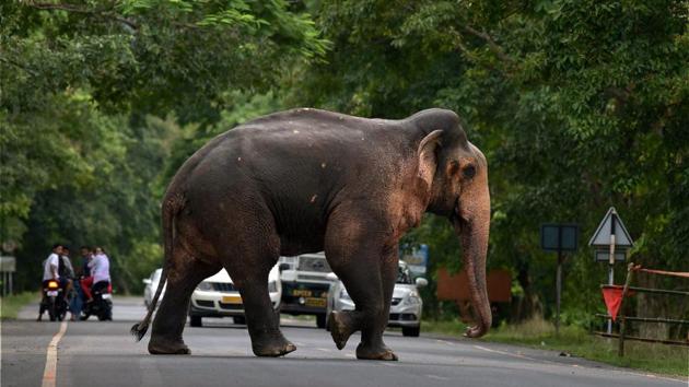 People look on as a wild elephant crosses a road near the flood affected Kaziranga National Park in Assam .Prohibitory orders have been clamped along NH 37 from Jakhalabandha to Bokakhat and vehicles plying on the busy road have been restricted to speed limit of 40 km per hour, while barricades at several points have been erected and forest personnel are manning the highway round-the-clock for safety of the migrating animals. (PTI)