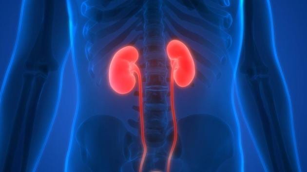 Kidneys perform a number of vital functions, including filtering waste and toxins out of the blood, producing vitamin D, and regulating blood pressure. (Shutterstock) Kidneys perform a number of vital functions, including filtering waste and toxins out of the blood, producing vitamin D, and regulating blood pressure. (Shutterstock)