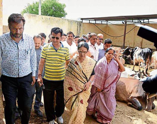 Congress leader Girija Vyas visits the government-run cow shelter in Udaipur. (HT Photo) Congress leader Girija Vyas visits the government-run cow shelter in Udaipur. (HT Photo)