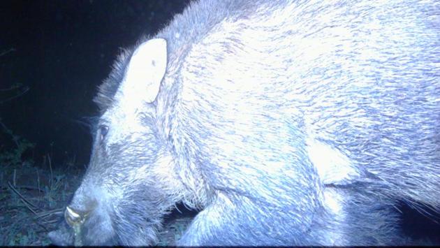 A night-time camera trap image of a wild boar in the Siswan dam jungles.(WILDLIFE INSTITUTE OF INDIA)
