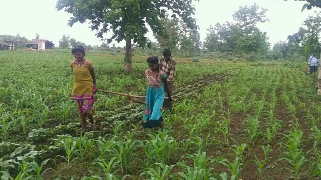 Sisters Radha and Kunti pull the yoke in their land at a tribal village in Sehore district of Madhya Pradesh. (HT Photo)