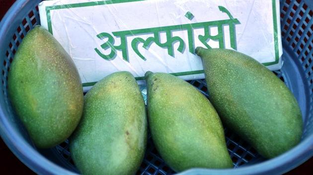 Alphonso showcased at display in 26th Mango Mela at Pinjore Gandanon Sunday. (Sant Arora/HT Photo)