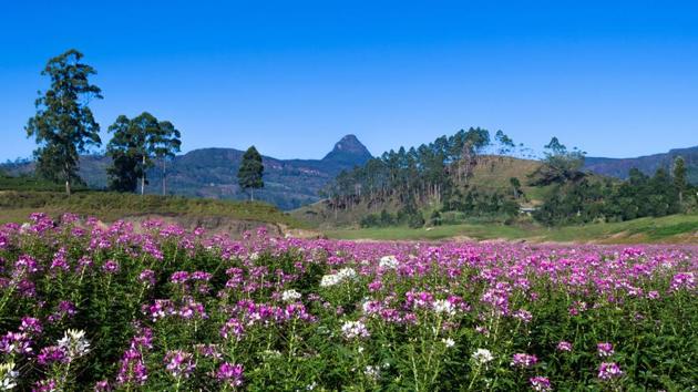 Adam’s Peak in Sri Lanka; travelling to this country is cheaper as they have a lower currency value than the Indian Rupee. (Shutterstock) Adam’s Peak in Sri Lanka; travelling to this country is cheaper as they have a lower currency value than the Indian Rupee. (Shutterstock)