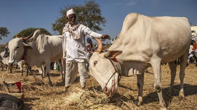 There is a ban on the sale of cattle for slaughter in Maharashtra, extended on March 4, 2015, to bulls, bullocks and calves. (File Photo) There is a ban on the sale of cattle for slaughter in Maharashtra, extended on March 4, 2015, to bulls, bullocks and calves. (File Photo)