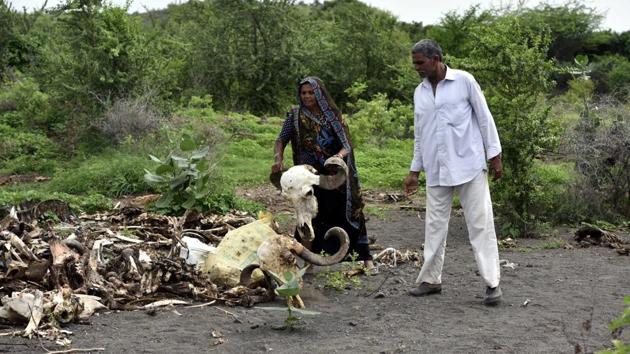 Dalits have been an integral part of the traditional agrarian economy where they have played a role in milch animals. (Arun Sharma / HT Photo)