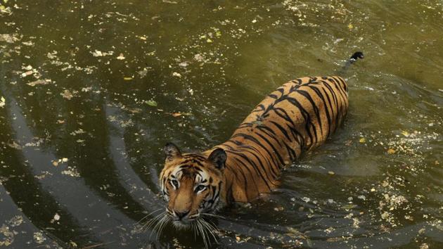 A tiger at the National Zoological Park in Delhi.(Burhaan Kinu/HT FILE) A tiger at the National Zoological Park in Delhi.(Burhaan Kinu/HT FILE)