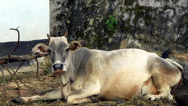 Maharashtra chief minister Devendra Fadnavis had recently stated that “cow protection” — and thus curbs on cattle sale for slaughter — is key to averting agrarian distress and farmer suicides. (Wikimedia) Maharashtra chief minister Devendra Fadnavis had recently stated that “cow protection” — and thus curbs on cattle sale for slaughter — is key to averting agrarian distress and farmer suicides. (Wikimedia)