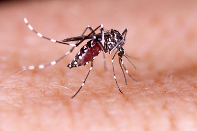 Mosquito-borne Zika Virus Disease continues to remain a global public health concern . (Shutterstock) Mosquito-borne Zika Virus Disease continues to remain a global public health concern . (Shutterstock)