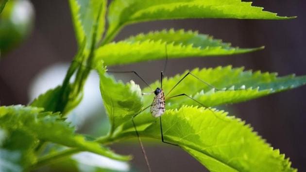New technology to ward off mosquitoes includes traps as well as technology to render them sterile. (Shutterstock) New technology to ward off mosquitoes includes traps as well as technology to render them sterile. (Shutterstock)