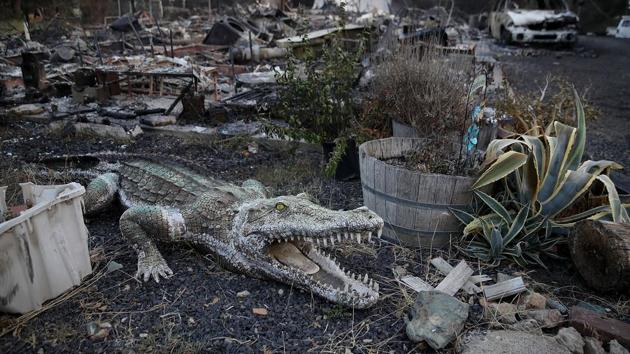 An alligator statue sits next to a home that was destroyed by the Wall Fire in Oroville,. Gov. Jerry Brown declared a state of emergency as 4,000 people were ordered to evacuated their homes as the Wall Fire continues to burn. (Mike Eliason / AFP) 