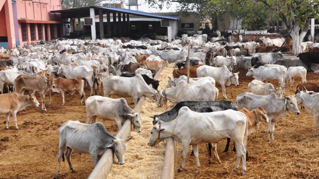 A file photo a cow shelter in Dhanbad, Jharkhand.(HT)