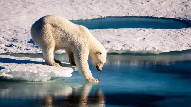 A polar bear tests the strength of thin sea ice in the Arctic.(AFP File Photo)