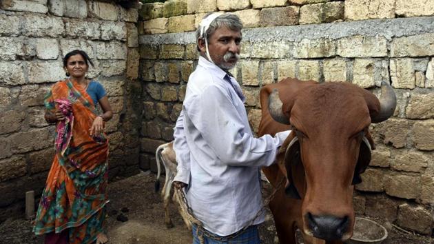 Exactly a year ago, a video clip of seven Dalits being flogged by ‘gau rakshaks’ for skinning a dead cow in Gujarat’s Una taluka went viral, sparking national outrage. The outburst that followed the Una flogging was seen as a turning point in Dalit politics of Gujarat. After the incident, the state’s Dalits decided to boycott all traditional cattle skinning work in protest. (Arun Sharma / HT Photo)