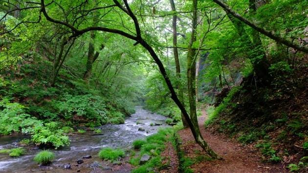 ‘Forest bathing’ involves walking through a beautiful, peaceful natural area and absorbing the natural surroundings. (Shutterstock) ‘Forest bathing’ involves walking through a beautiful, peaceful natural area and absorbing the natural surroundings. (Shutterstock)